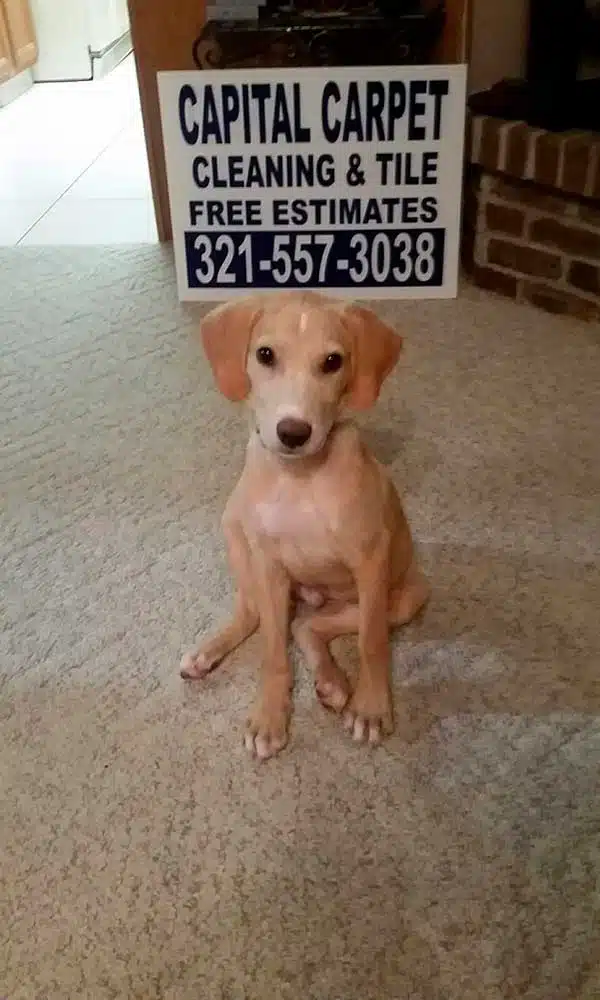 Pet Odor and Stain Removal in Palm Bay